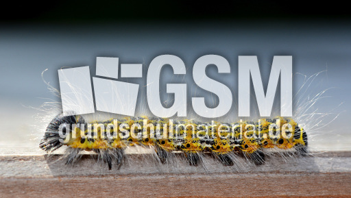 Raupe des Mondvogels (7).jpg